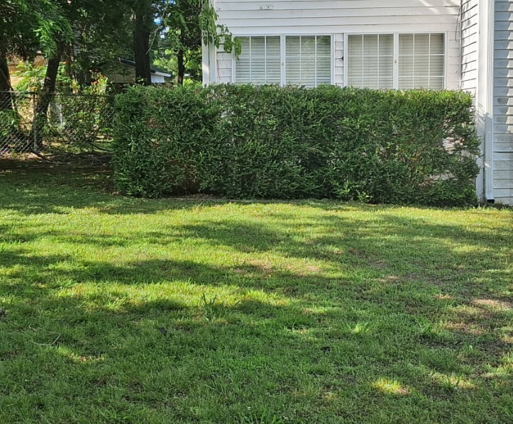 Back yard mowed with a neatly trimmed hedge line along the house