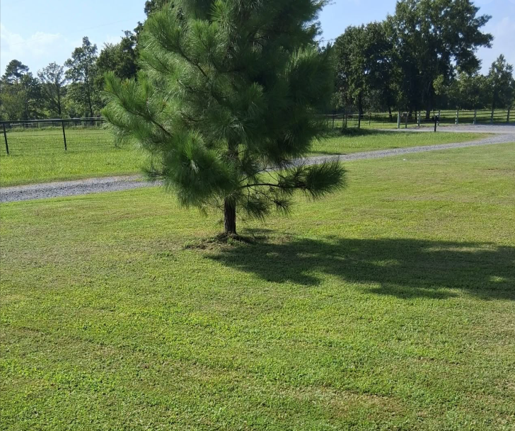 Mowed acreage around a young pine tree beside a gravel drive