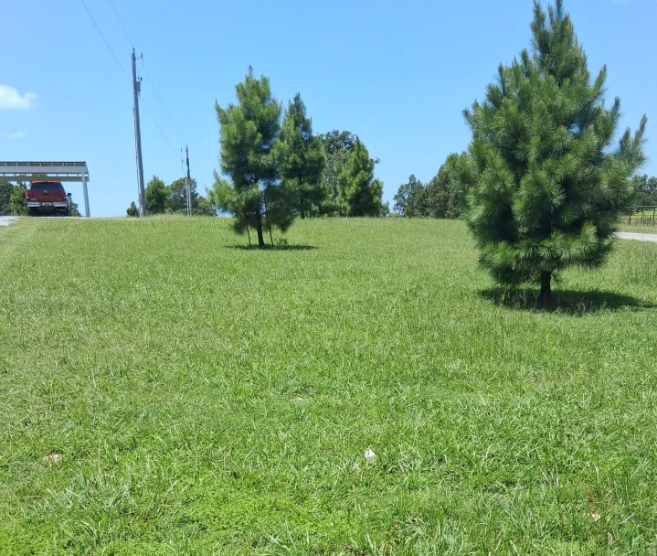 Open pasture lawn cut evenly around pine trees