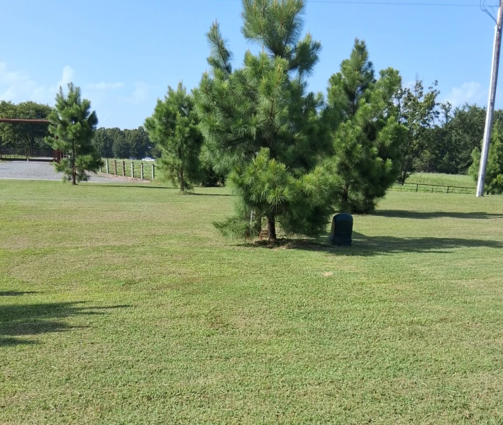 Open acreage mowed evenly around young pine trees