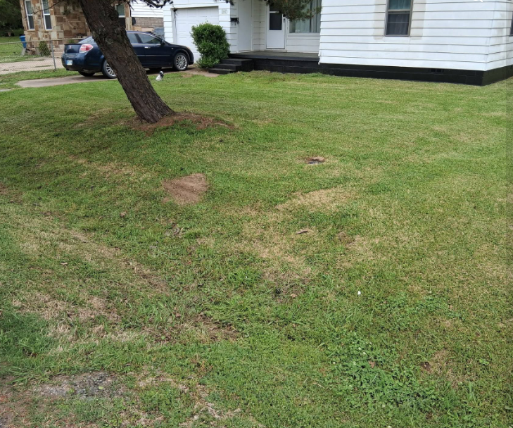 Front lawn mowed and trimmed around a shade tree at a white house