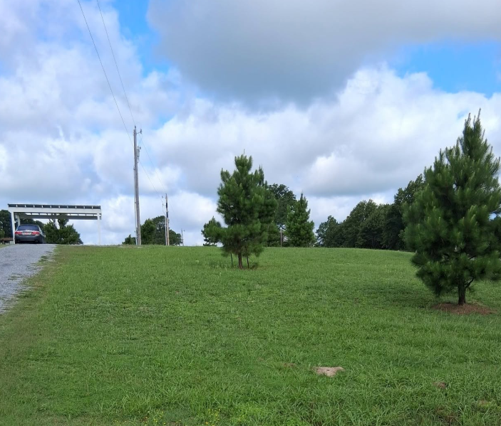 Roadside acreage mowed evenly along a gravel drive and pine trees