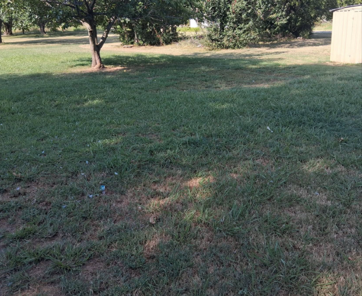 Back lot with an even, freshly mowed lawn around a tree and shed
