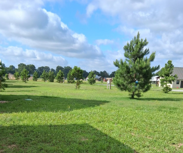 Open acreage mowed clean around young pine trees in a rural McAlester neighborhood