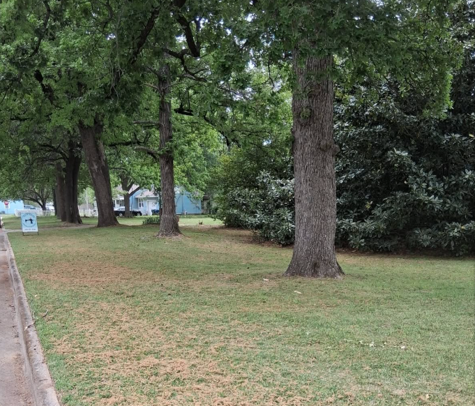 Shaded park-like yard mowed evenly around mature oak trees