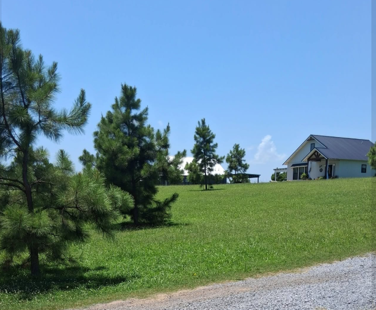 Green sloping lawn mowed around pines in front of a farmhouse