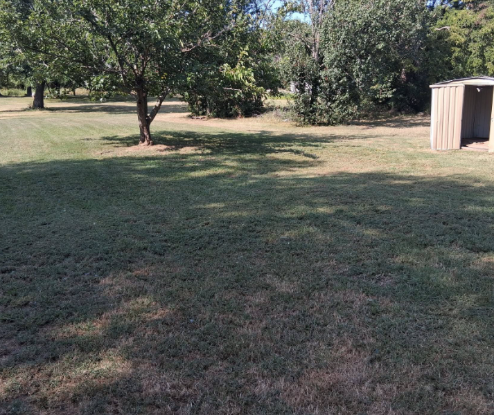 Patchy back lot with dry grass around a tree and shed before mowing