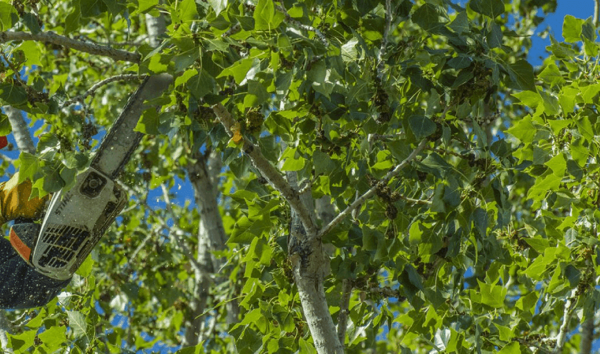 Tree Trimming